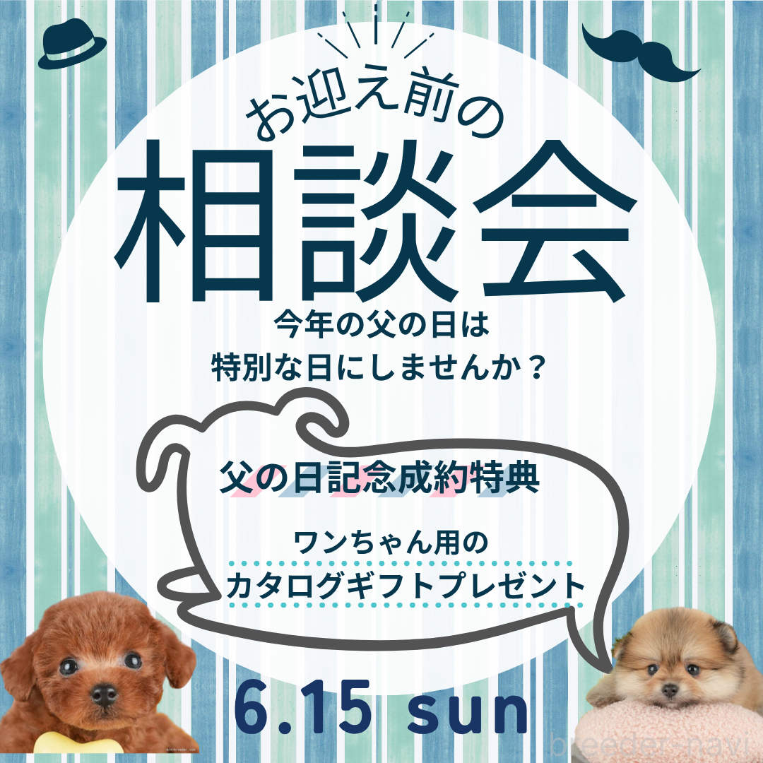 成約済の千葉県のタイニープードル-387139の3枚目